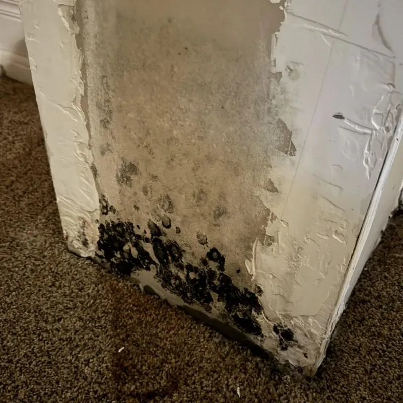 Professional Mold Removal in Jordan, MT